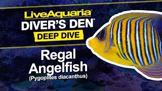 LiveAquaria® Diver’s Den® Deep Dive Regal Angelfish Pygoplites diacanthus [upl. by Alwitt]