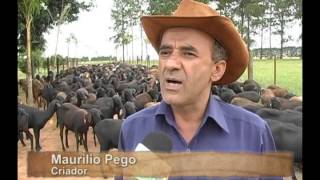 Alternativas de alimentación para ovinos y caprinos  TvAgro por Juan Gonzalo Ángel Restrepo [upl. by Rhianna]