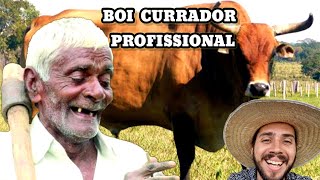 O BOI Tucura do Tonho da Geralda Causos Caipiras [upl. by Okiruy251]