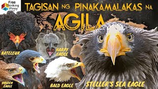 10 MALAKAS at Maganda AGILA SA MUNDO  Philippine Eagle Golden Eagle Bald Eagle  TOP 10 Eagles [upl. by Ardnod]