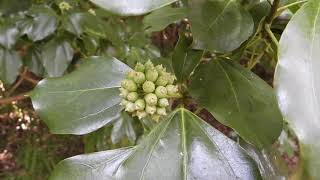 カクレミノ（隠蓑、学名：Dendropanax trifidus）ウコギ科カクレミノ属 別名カラミツデ、テングノウチワ、ミツデ、御綱柏、ミソブタ、三角柏、ミヅノカシワ、ミツノガシワ等 DSCN7426 [upl. by Aivatan407]