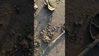 martini henry bullet found beach metal detecting Scotland [upl. by Ofilia]