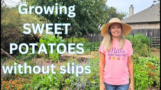 Growing SWEET POTATOES without slips in containers [upl. by Murphy789]