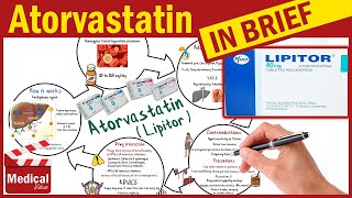 Atorvastatin  Lipitor  What is Atorvastatin Used For Dosage Side Effects amp Precautions [upl. by Jedediah]