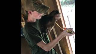 Drenching Your 4H Goat Project [upl. by Robb]