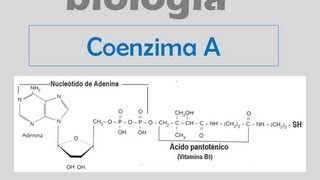 Coenzima A [upl. by Ednyl]