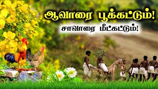 ஆவாரை செடியில இவ்வளவு விஷயம் இருக்கா [upl. by Tuorah]