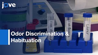 Testing For Odor Discrimination amp Habituation In Mice l Protocol Preview [upl. by Aihsatal869]