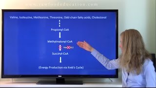 What is methylmalonic acid and how does it relate to vitamin B12 [upl. by Oirasan]