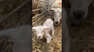 Join us for Lambing Live 2024 [upl. by Haraz800]