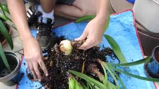 Preparing Amaryllis for Dormancy [upl. by Lambrecht]