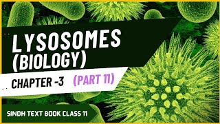 Cell structure and function  Chapter 3  Part 11  Lysosomes  Class 11 newbook [upl. by Aroved]