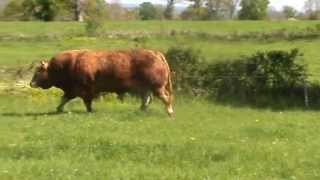 Pedigree Limousin GrandDuc at 3yrs [upl. by Anoy]