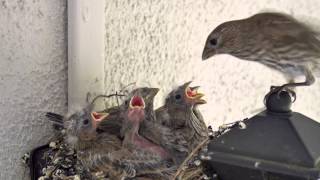 Backyard Bird Watching House Finch Nest 5 Weeks Complete Documentary [upl. by Sherwynd606]