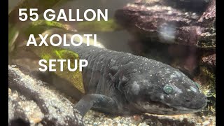 55 gallon planted axolotl setup [upl. by Lorin]