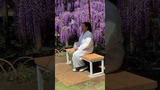 Ashikaga flower park youtubeshorts shortvideo youtube [upl. by Kassel]