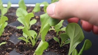 How to Grow Lettuce From Seed Indoors amp Harvest in One Month  LucasGrowsBest [upl. by Jp]