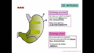 6 ESTOMAGO Y MOTILIDAD GASTRICA [upl. by Barrington579]