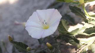 FIELD BINDWEED Convolvulus arvensis [upl. by Tiossem]