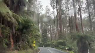 Fernshaw Forest Blackspur drive VIC [upl. by Santa230]