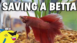 SAVING A BETTA FISH  Proper Betta Tank Setup [upl. by Cavil573]