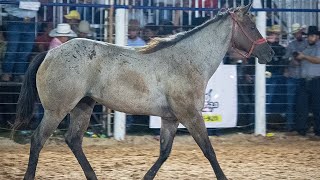 🔴 FINAL EM CUTIANO Rodeio da LAGOA LIMPA 2024 ITAJOBISP [upl. by Taggart]