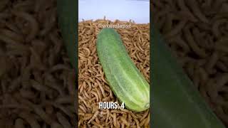 10 000 Mealworms vs CUCUMBER [upl. by Acinet]