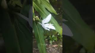 Hedychium Coronariumginger lilyകല്യാണസൗഗന്ധികംfragrantica gardening gardenideas thembragarden [upl. by Zetrac]