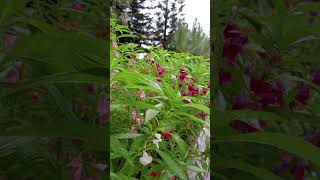 Balsam Impatiens balsamina garden balsam rose balsam top viralshort top trending [upl. by Ahteral990]