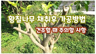 황칠나무 수확 건조할 때 주의사항황칠나무 채취 후 가공방법Precautions for dryness after collecting Dendropanax morbifera [upl. by Awe]