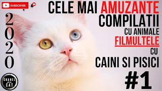 2020  CELE MAI AMUZANTE FILMULETE CU ANIMALE – COMPILATII VIDEO CU CAINI SI PISICI 1 [upl. by Keung]