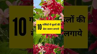 गर्मियों में यह 10 पौधों की बेल जरूर लगाये Top 10 Permanent Vine Plant shorts ytshorts gardening [upl. by Lrak]