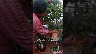 homegreenery gardenplants garden gardening reels videoshorts adenium [upl. by Yrtua]