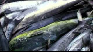 Seychellen Angeln  Seychelles Fishing powered by Reisefernsehencom  Reisevideo  travel video [upl. by Seravart]