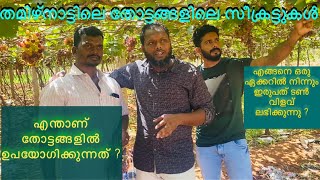 തമിഴ്‌നാട്ടിലെ തോട്ടങ്ങളിലെ സീക്രട്ടുകൾ  grapefruit cultivation in Tamilanadu vegetable [upl. by Semreh459]