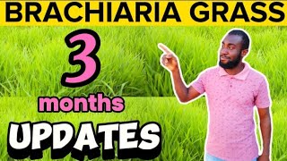 Week 12 How To Grow BRACHIARIA GRASS  MULATO GRASS Updates On The Grass and Time For Harvesting [upl. by Nyleak117]