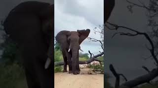 2024s Top Elephant Experiences You Wont Want to Miss😆😆😆 [upl. by Salocin]