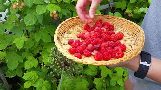 HARVESTING ORGANIC RASPBERRIES STRAWBERRIES AND SOME BLUEBERRIES IN OUR SMALL BACKYARD  CANADA [upl. by Ahsii]