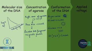 Agarose Gel Electrophoresis [upl. by Anastassia]