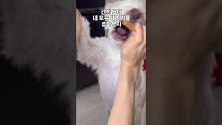 간식 앞에 모든 개인기 보여주는 강아지강아지쇼츠 강아지일기 강아지 귀여운강아지 puppy 반려견 멍멍이 doglife 댕댕이 강아지개인기 [upl. by Ailati]