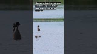 Great Crested Grebe birds Astonishing Courtship Display shorts GreatCrestedGrebe beautifulbirds [upl. by Licko21]