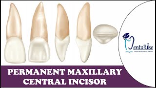 Permanent Maxillary Central Incisor  Tooth Morphology  Dental Anatomy [upl. by Litt]