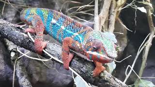 Chameleons are fascinating reptiles known for their unique physical characteristics and behaviors [upl. by Picardi]