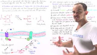 Mobilization of Triglycerides in Adipose Cells [upl. by Constantina]