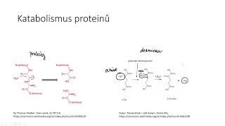 Metabolismus proteinů a aminokyselin 1  deaminace a ornitinový cyklus [upl. by Akima]