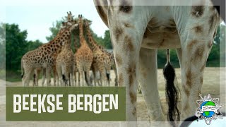 Safaripark BEEKSE BERGEN  Auf Safari mitten in den Niederlanden [upl. by Tnomyar]