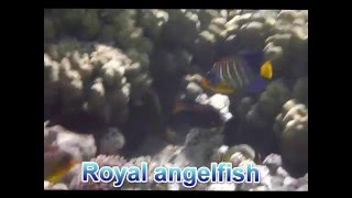 Royal angelfish Pygoplites diacanthus Aniołoryba wspaniała [upl. by Mickey390]