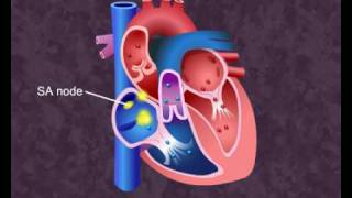 How your heart works  Cardiac Cycle [upl. by Nahrut317]