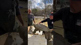 Wrangling the largest Alligator Snapping Turtles we’ve ever seen turtle snappingturtle [upl. by Niledam]