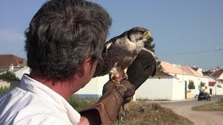 Falcoaria Real Salvaterra de Magos [upl. by Trub140]